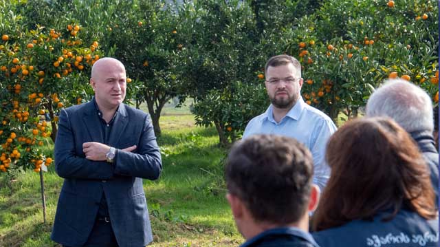 აჭარის ციტრუსების სეზონი