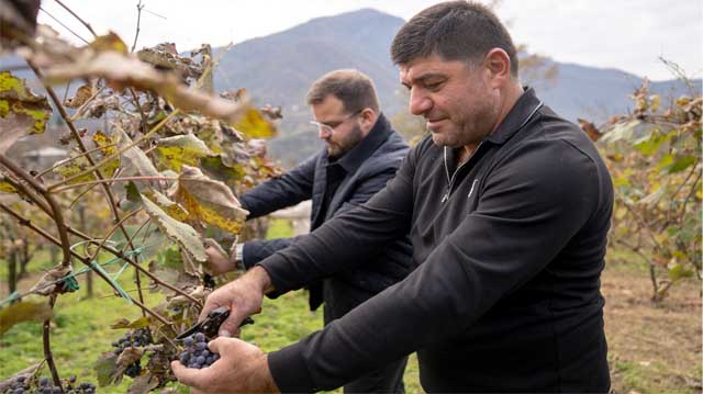 ჩხავერის რთველი ქედში