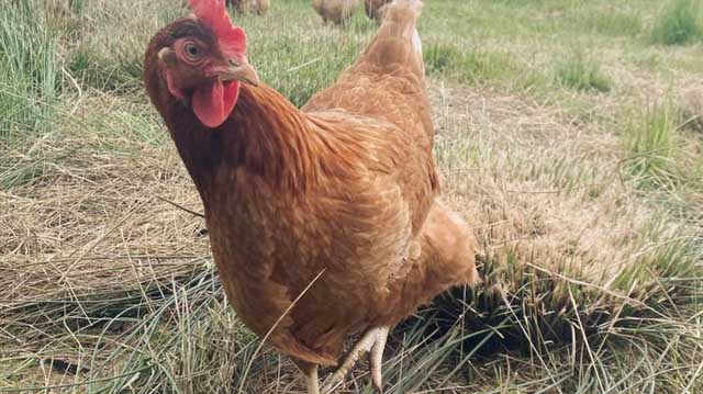 დედალი ლკალკდფლკასჯდ