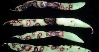 ლობიო ანთრაქრონოზი ლაკდფლკაჯს