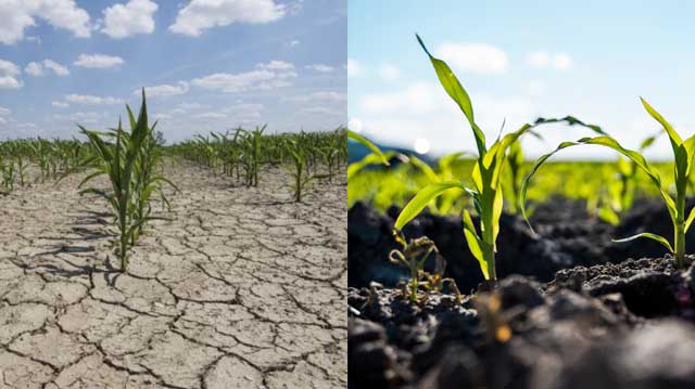 მცენარეთა კვებალაკდჯფლკასდფლკ