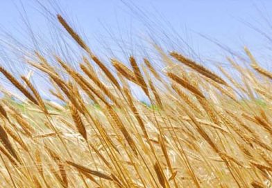 ქართული ხორბალი