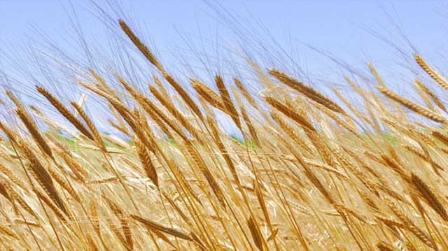 ქართული ხორბალი