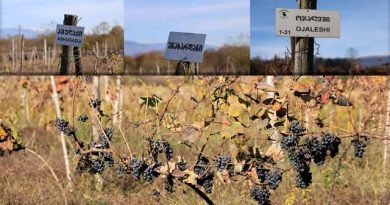 რთველი სამეგრელოშილ ალდკფჯა