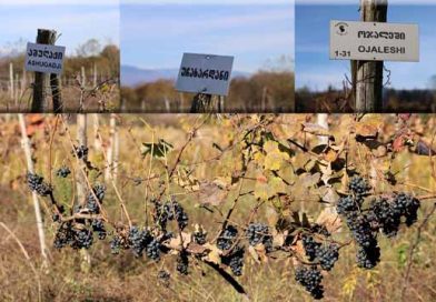 რთველი სამეგრელოშილ ალდკფჯა