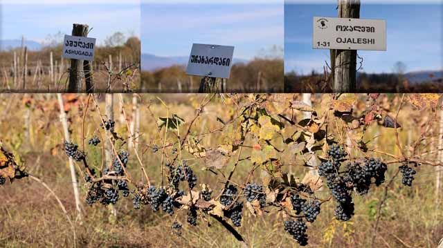 რთველი სამეგრელოშილ ალდკფჯა