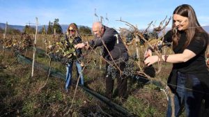 სამეგრელო ოჯალეში