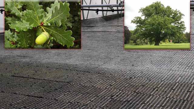 ჭალის მუხა ახლი ვარიანტი ლაკდფკლაჯ