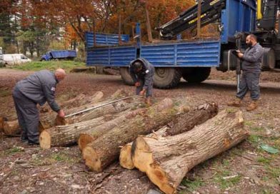 წაბლის უკანონო ჭრა