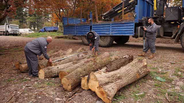 წაბლის უკანონო ჭრა
