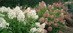 7777777777777555555555555555555588888888888888888