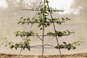 Gillespaliers 224659 1 a17c364 scaled