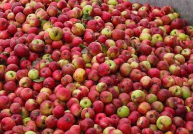 არასტანდარტული ვაშლი ლ