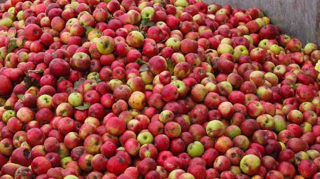 არასტანდარტული ვაშლი ლ