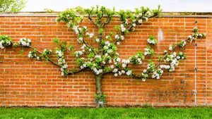 Espalier apple tree 1400x787