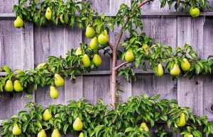 Espalier fruit trees 2