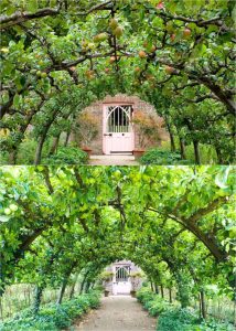 How to espalier fruit trees ideas garden designs patterns diy gardening apple fence peach fig training wall small space landscaping apieceofrainbow 9 731x1024