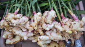 ჯანჯაფილი ჯანჯაფილი