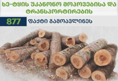 ხე ტყე ლკადლკფასლ