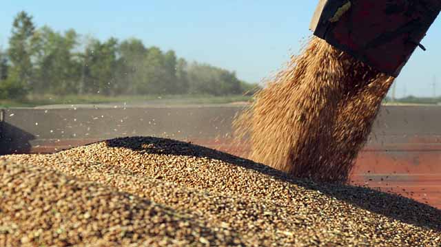 ხორბალილკადლასდ