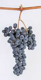 კოლოში ლკლადკლაკდჯფ