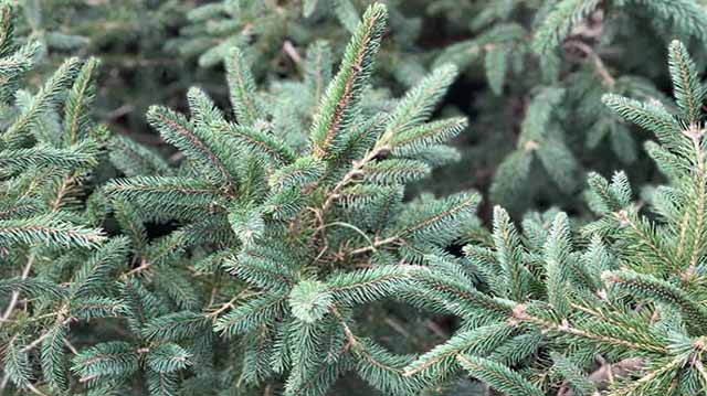 ნაძვის ხე ლაკდლაკს