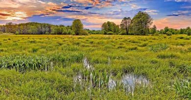 ჭაობის სოსფლის ლაკდლკასდფლკასჯდ