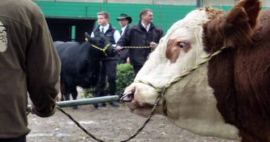 ცხვირის ფიქსატორილაკდჯფლ