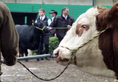 ცხვირის ფიქსატორილაკდჯფლ