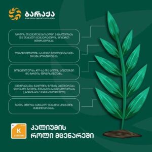 ბარაქა 111111111111111