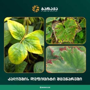 ბარაქა 222222222222222