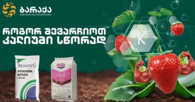 ბარაქა მთავარი ლკასდლკაფს