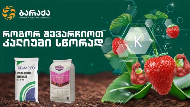 ბარაქა მთავარი ლკასდლკაფს