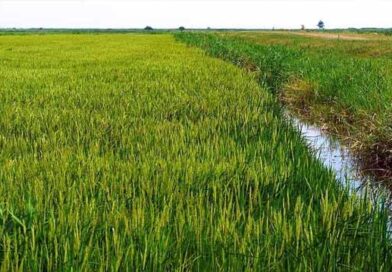 ბრინჯი სამარგალო