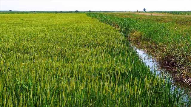 ბრინჯი სამარგალო
