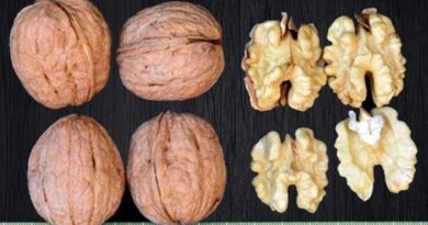 ჩინდლერის კაკალი ლკაჯდლფკასლდკფჯ