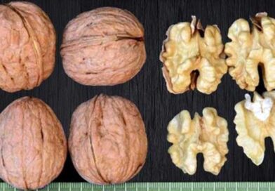 ჩინდლერის კაკალი ლკაჯდლფკასლდკფჯ