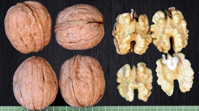 ჩინდლერის კაკალი ლკაჯდლფკასლდკფჯ