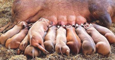 დიუროკის ჯიშის ღორი გოჭებით