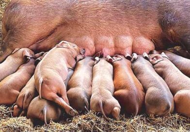 დიუროკის ჯიშის ღორი გოჭებით