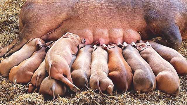 დიუროკის ჯიშის ღორი გოჭებით