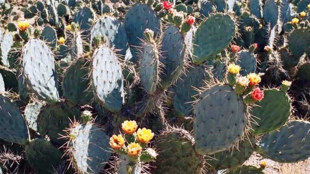 კაკტსის სასუქი კაქტუსის სლაკსდლფასკდ