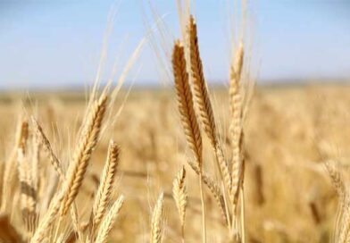 ხორბალი ხორბალი ლაკდჯფლკასჯ