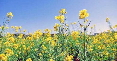 მდოგვის ყანა