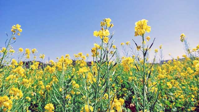 მდოგვის ყანა