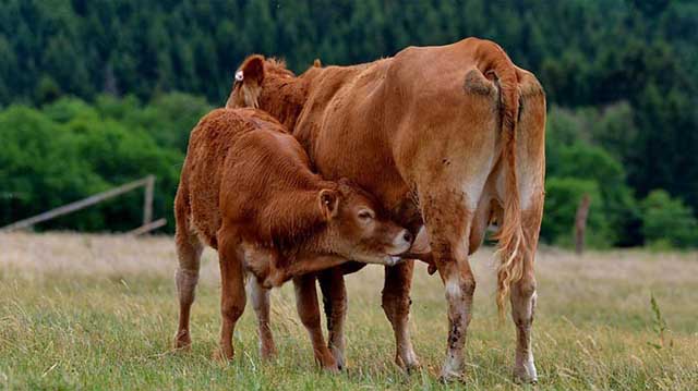 მერძევეობა მეცხოველეობა