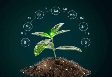 ნიადაგი და მცენარე