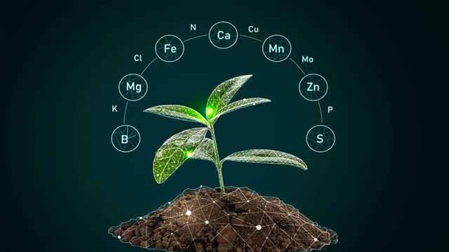 ნიადაგი და მცენარე