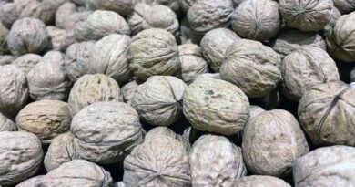 ნიგოზი ნიგოზი ლაკდფლკასჯ