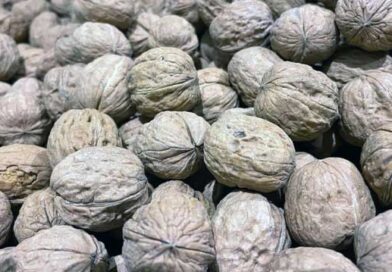 ნიგოზი ნიგოზი ლაკდფლკასჯ